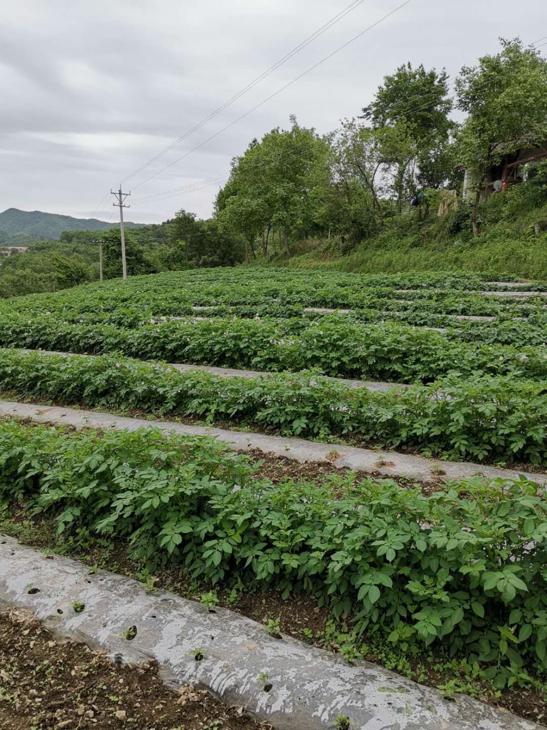 太阳集团